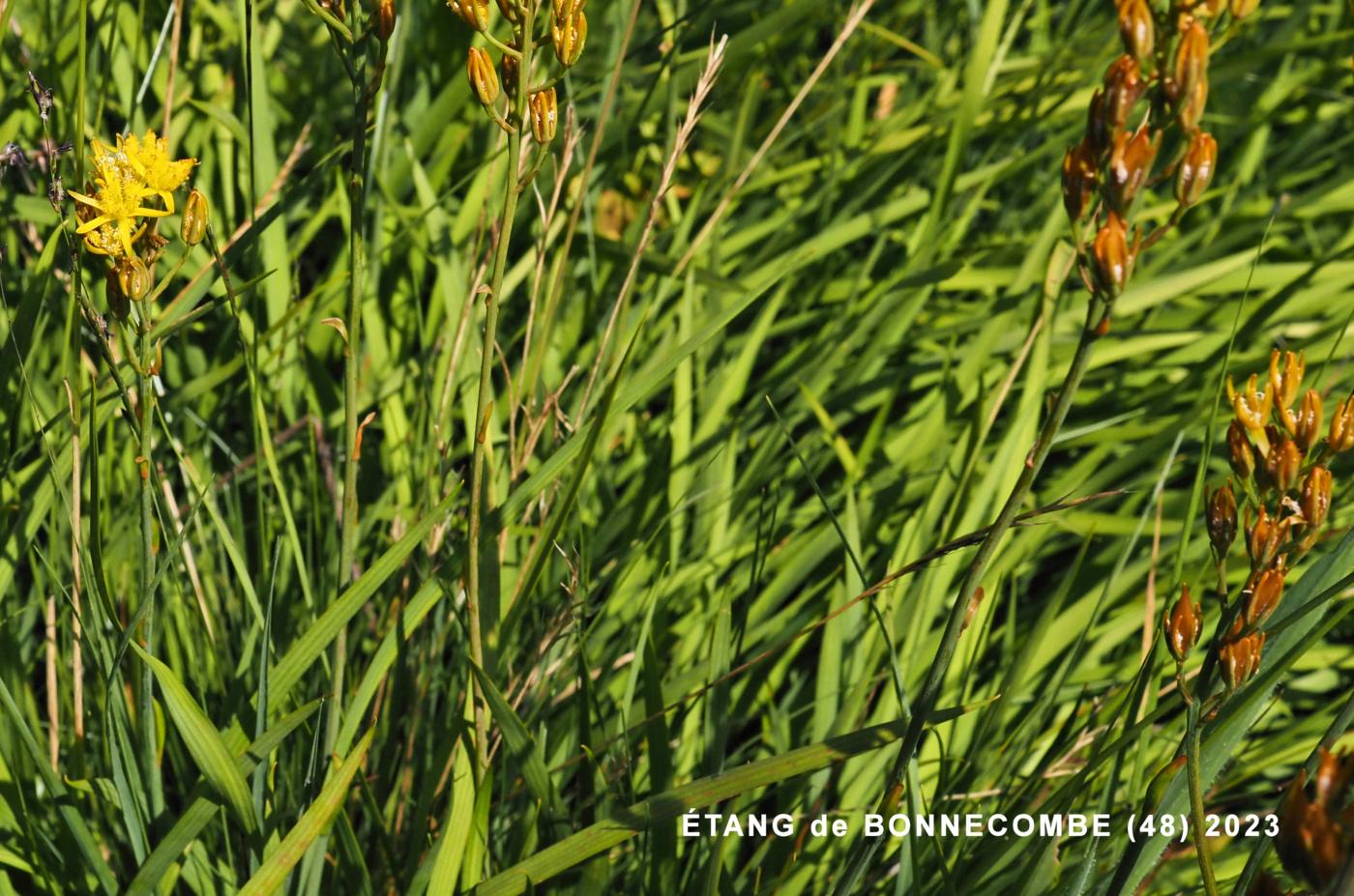 Asphodel, Bog leaf